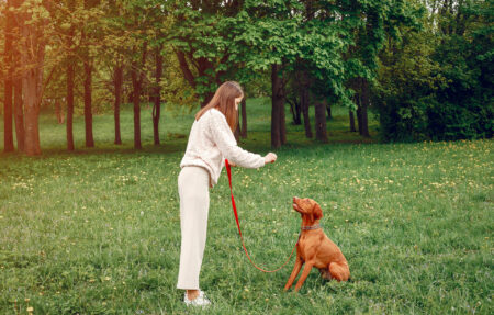 Animaux