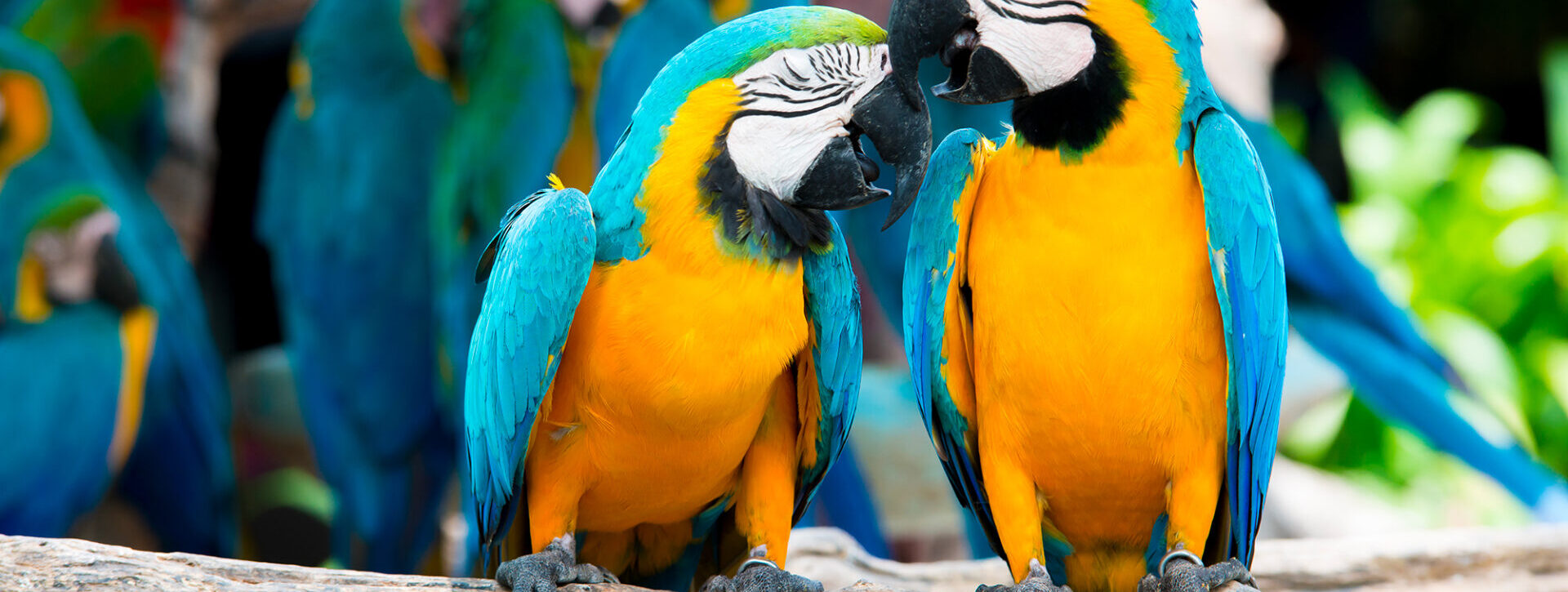 Le Parc des oiseaux à Villars-les-Dombes