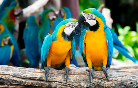 Le Parc des oiseaux à Villars-les-Dombes